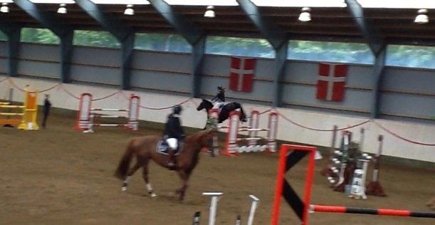 Dansk Varmblod ANEMONE N billede 13