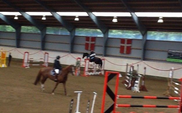 Dansk Varmblod ANEMONE N billede 16