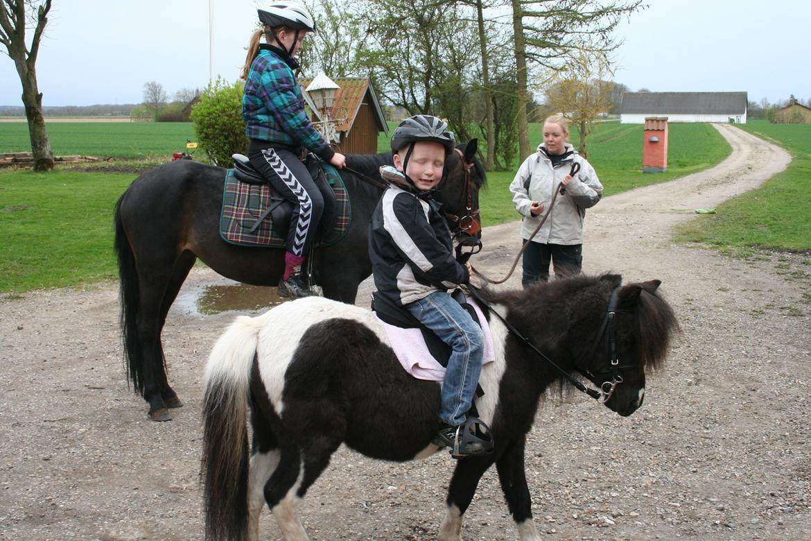 Pinto Hedegaardens Mulle billede 14