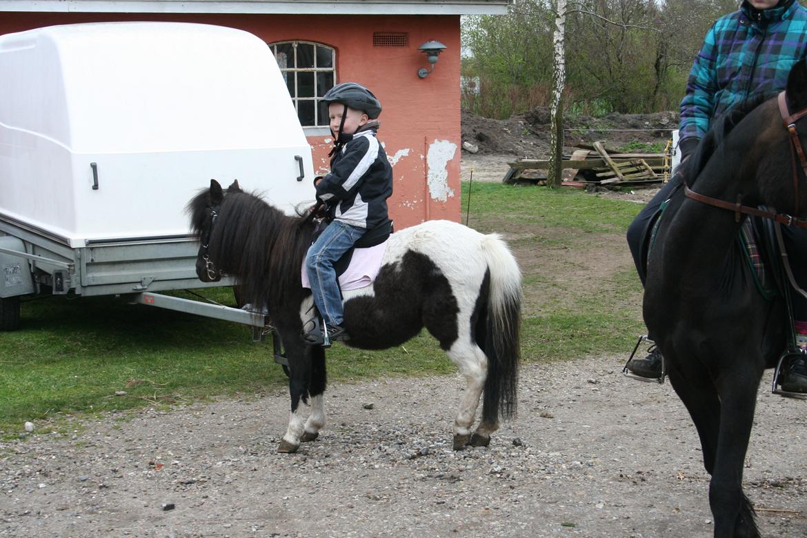 Pinto Hedegaardens Mulle billede 15