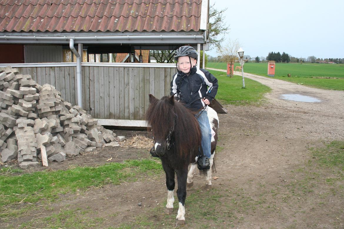 Pinto Hedegaardens Mulle billede 16