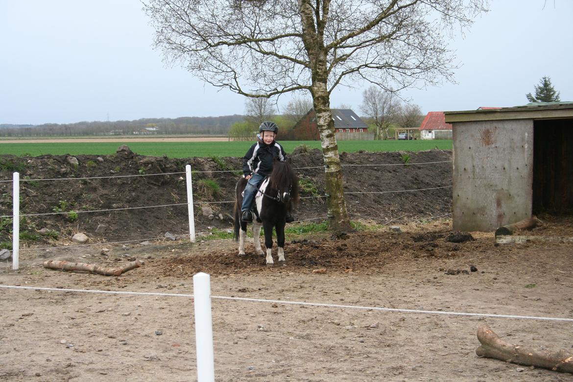 Pinto Hedegaardens Mulle billede 19