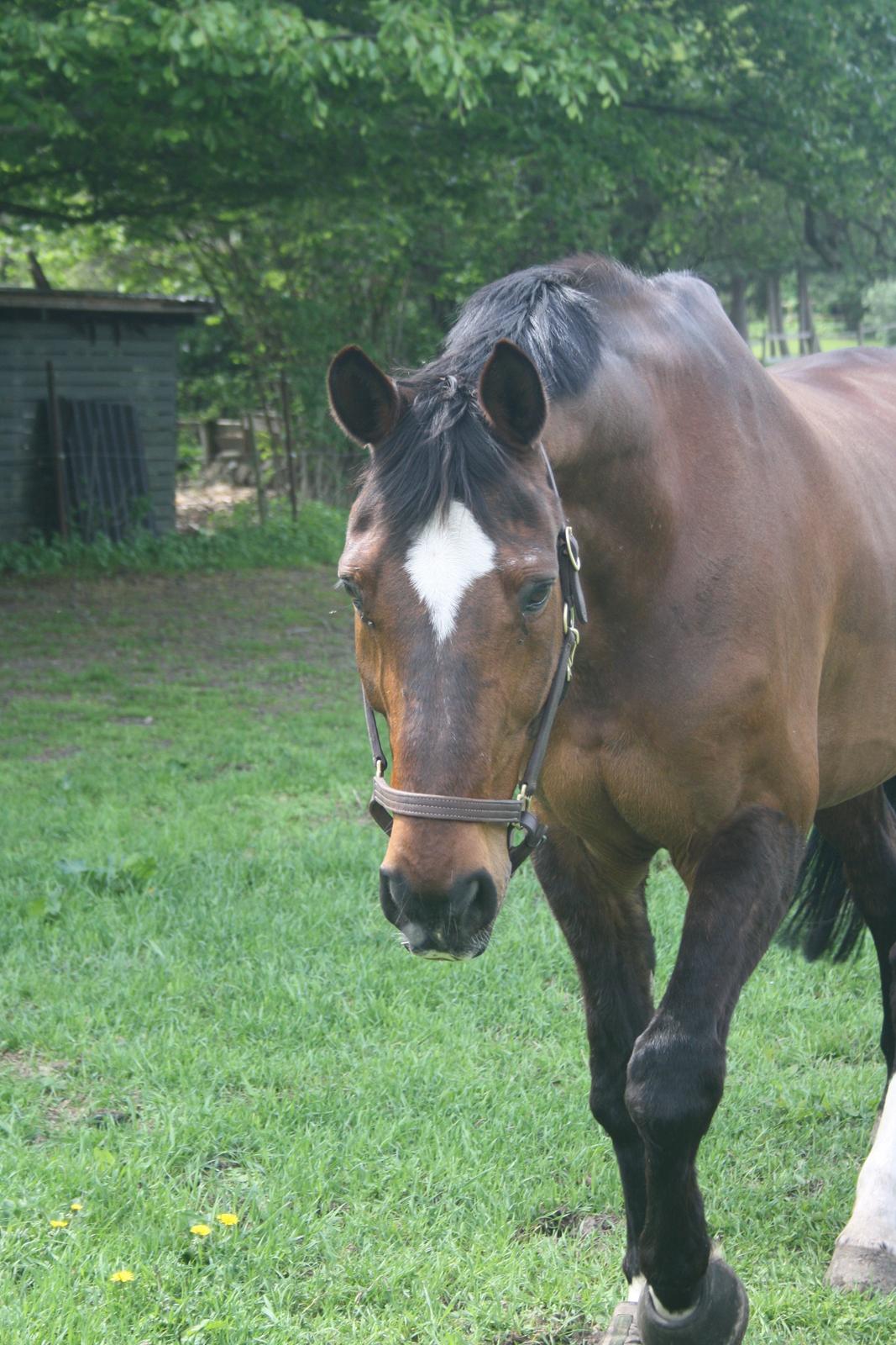 Anden særlig race Damiro Star billede 1