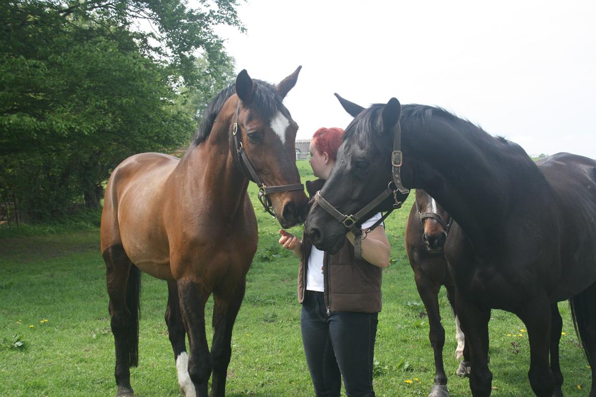 Anden særlig race Damiro Star billede 2