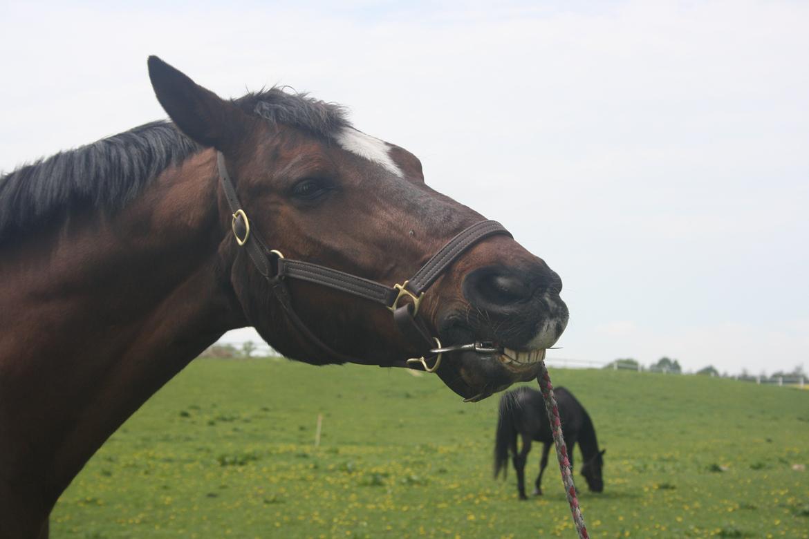 Anden særlig race Damiro Star billede 3