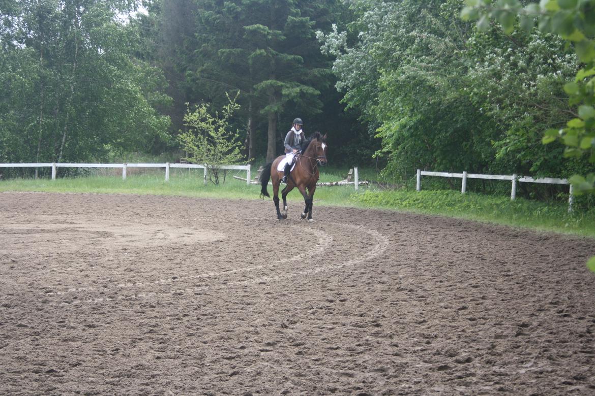 Anden særlig race Damiro Star billede 8