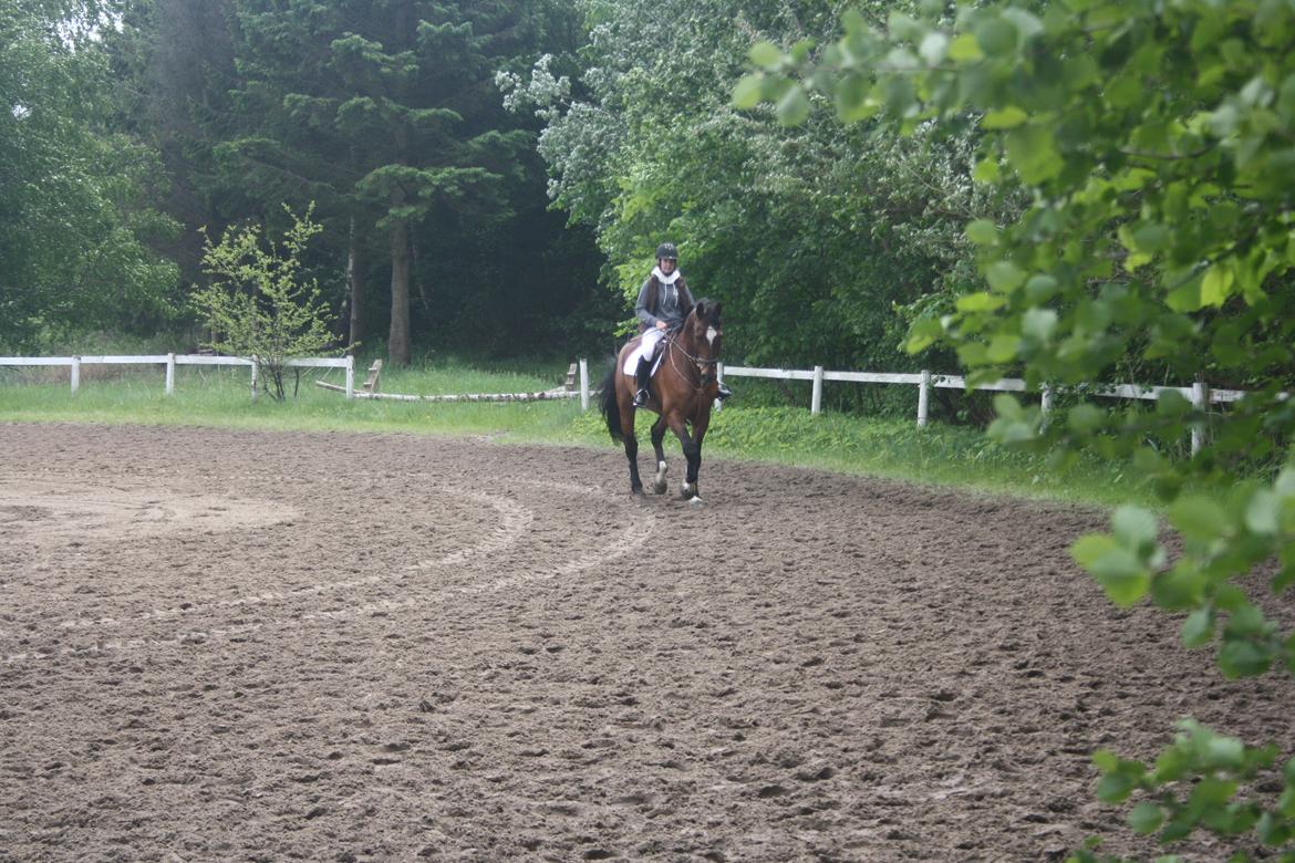 Anden særlig race Damiro Star billede 9