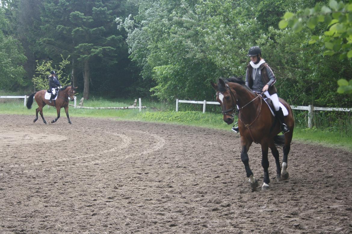 Anden særlig race Damiro Star billede 10