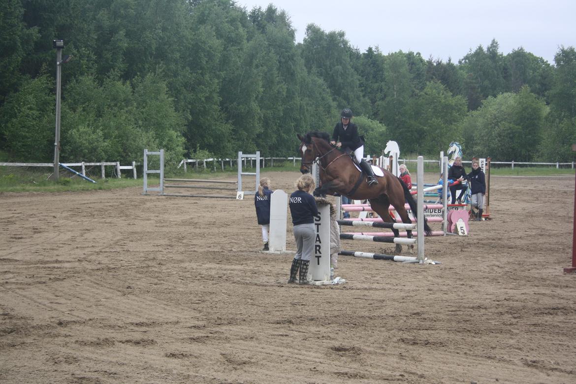 Anden særlig race Damiro Star billede 12