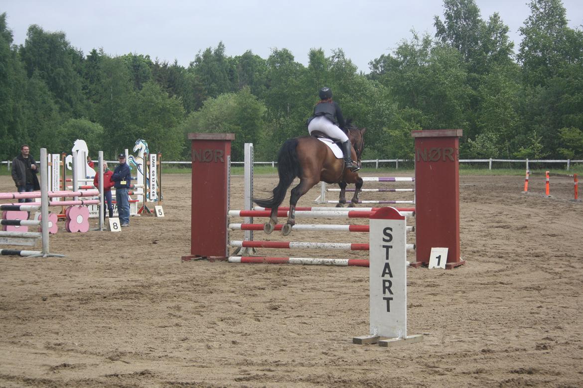 Anden særlig race Damiro Star billede 13