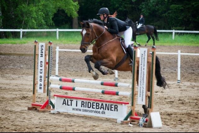 Anden særlig race Damiro Star billede 14