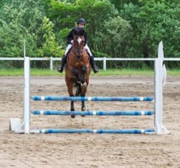 Anden særlig race Damiro Star billede 15