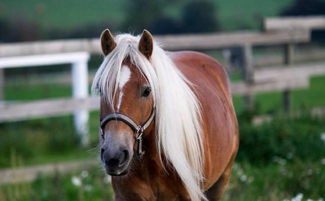 Tyroler Haflinger Stranor billede 1