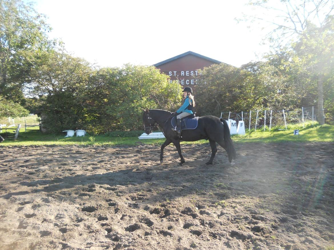 Anden særlig race Starlight billede 16