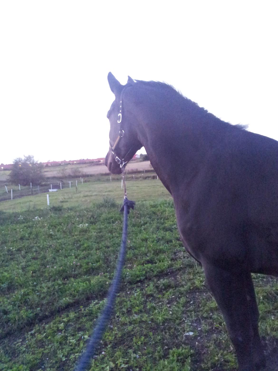 Oldenborg Kornett af Rugbjerggård - der er noget spændene<3 billede 6