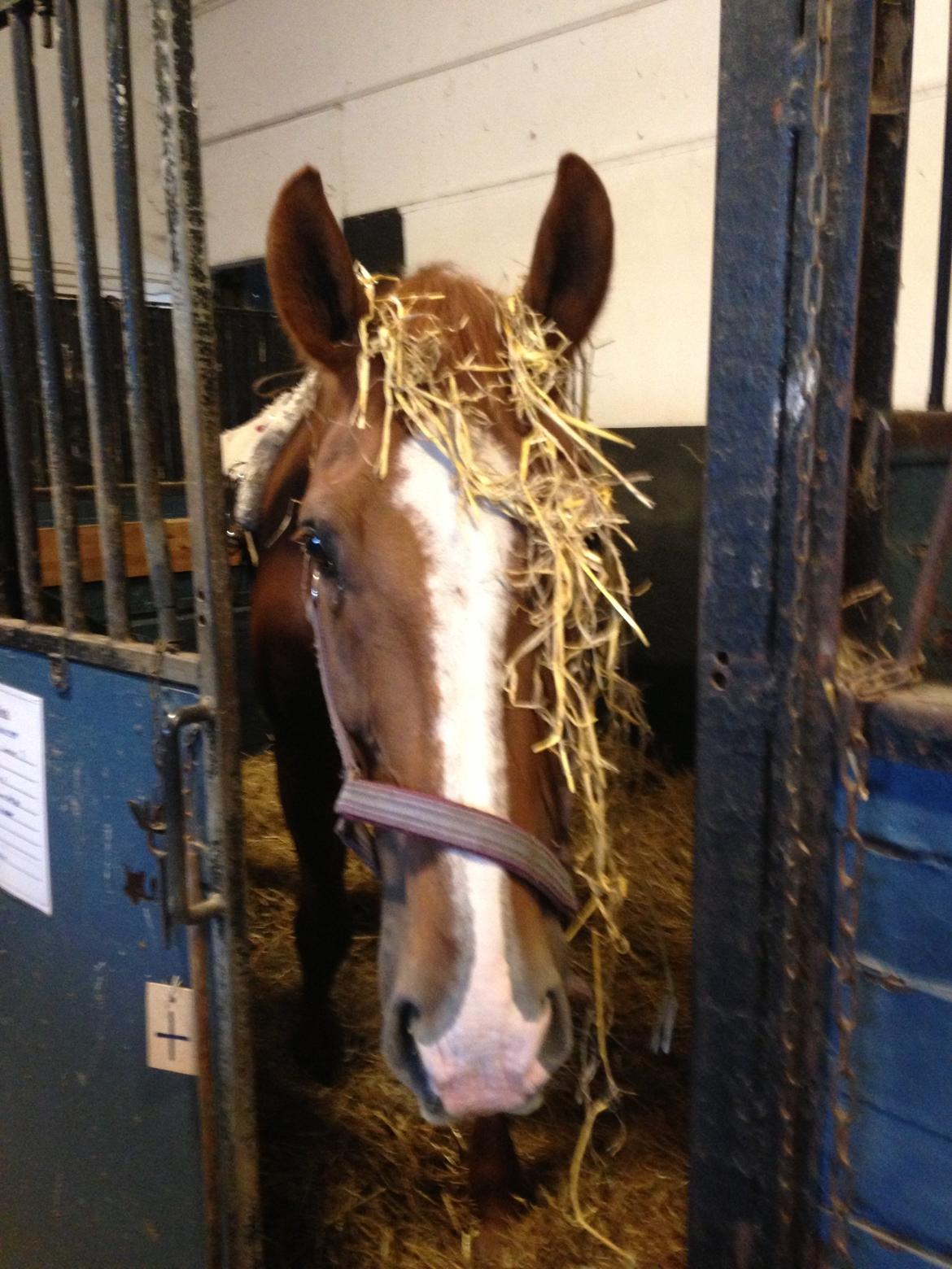 Dansk Varmblod Jack billede 19