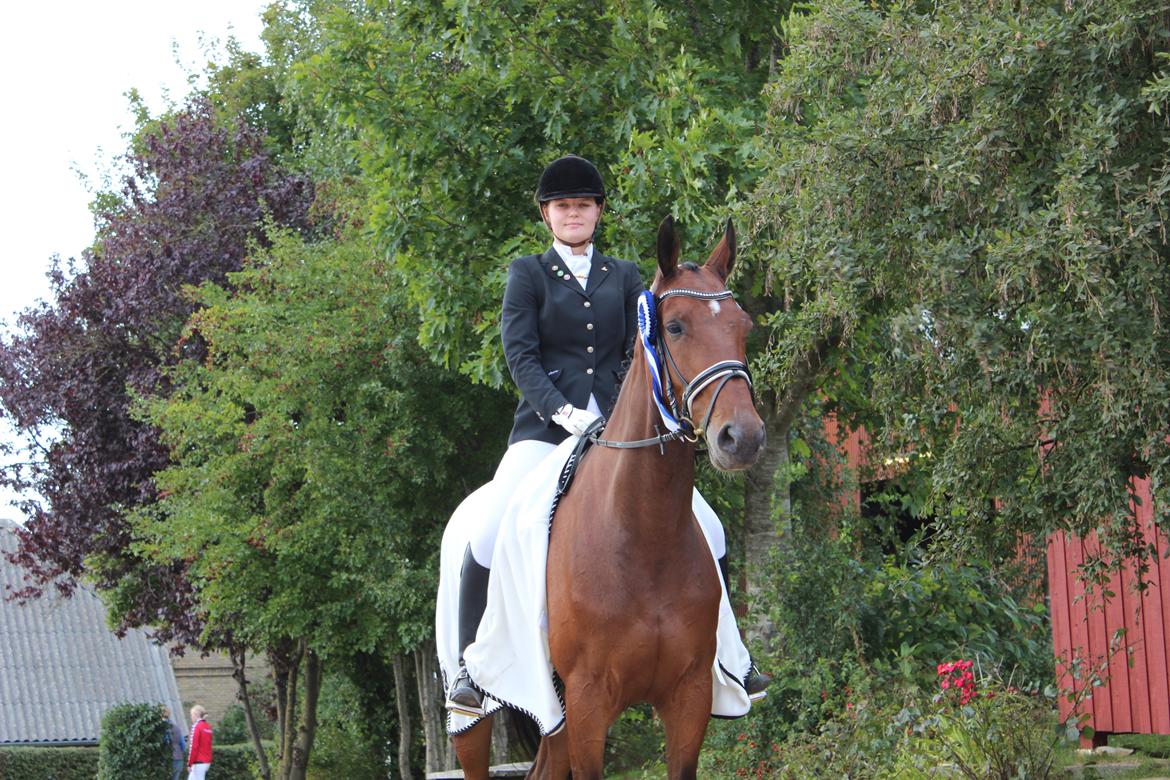 Dansk Varmblod Cato - LA2 - 69,48% <3 billede 2