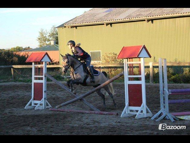 Arabisk fuldblod (OX) HM Magnifica SOLGT billede 9