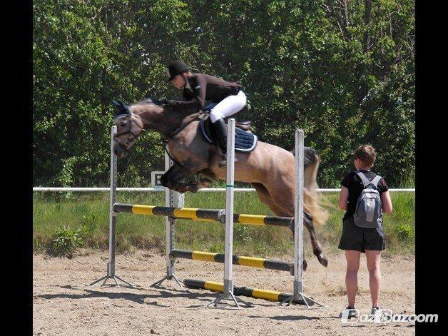 Arabisk fuldblod (OX) HM Magnifica SOLGT billede 15