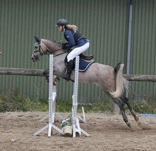 Arabisk fuldblod (OX) HM Magnifica SOLGT billede 17