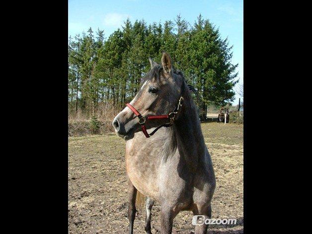 Arabisk fuldblod (OX) HM Magnifica SOLGT billede 18