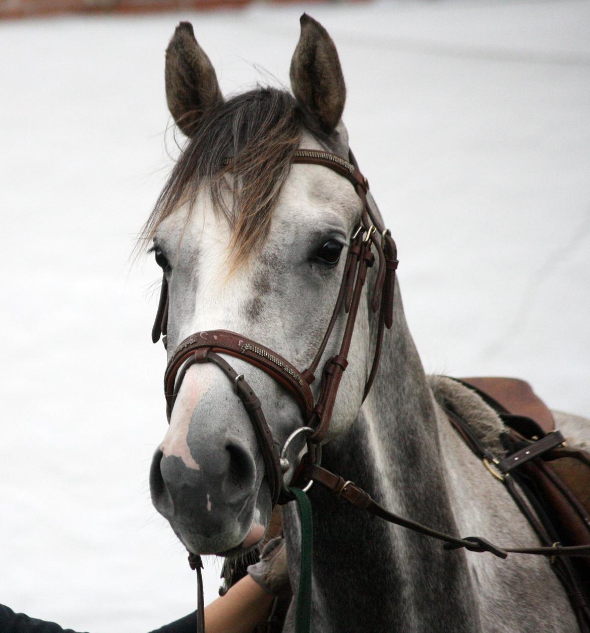 Anden særlig race Østermarkens Chassie (SOLGT) - I tilridning ved Diana Klein billede 1