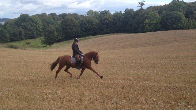 Welsh Partbred (Sec F) Paula - Fritrav på stubmark- Kun været i gang en uge efter asma billede 15