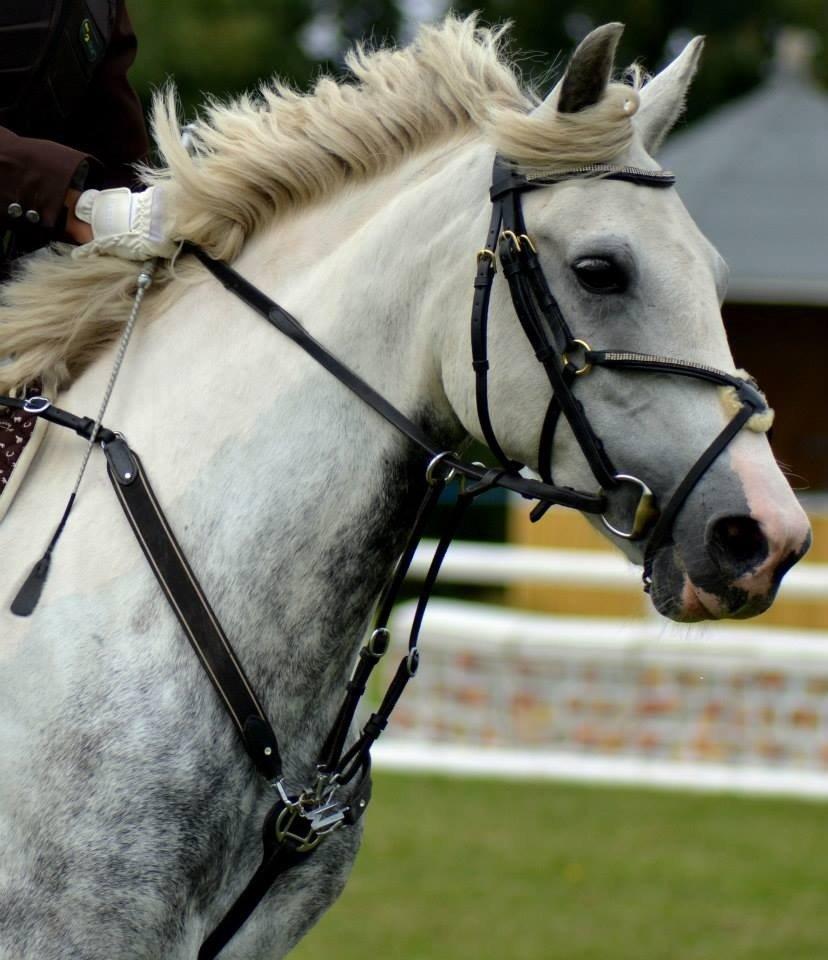 Anden særlig race Rico (nuller) <3 - den bedste! <3<3 billede 6