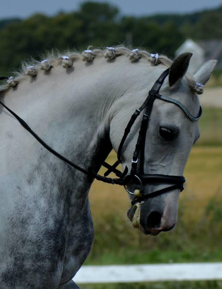 Anden særlig race Rico (nuller) <3 - stjernen! <3 billede 7