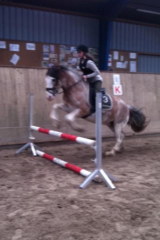 Irish Cob - Diamond [For evigt elsket] - Flyver uden vinger, og uden redbull. billede 16