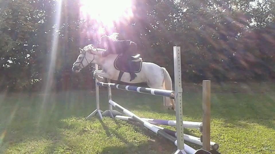 Anden særlig race Müseli<3 ( bornholms og klub mester ) - 105-110 cm <3<3 billede 21