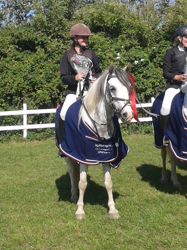 Anden særlig race Müseli<3 ( bornholms og klub mester ) - Bornholm mester i spring <3<3 billede 5