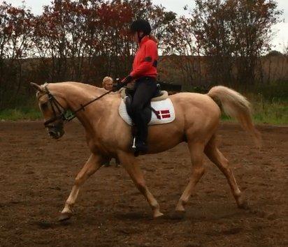 Palomino Atomic billede 17