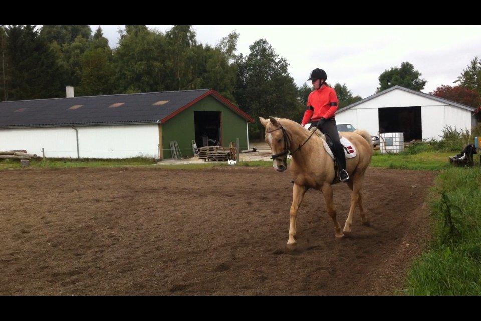 Palomino Atomic billede 18