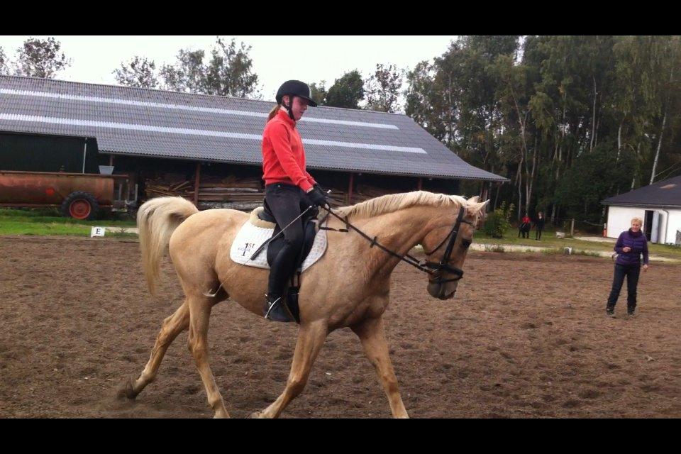 Palomino Atomic billede 19