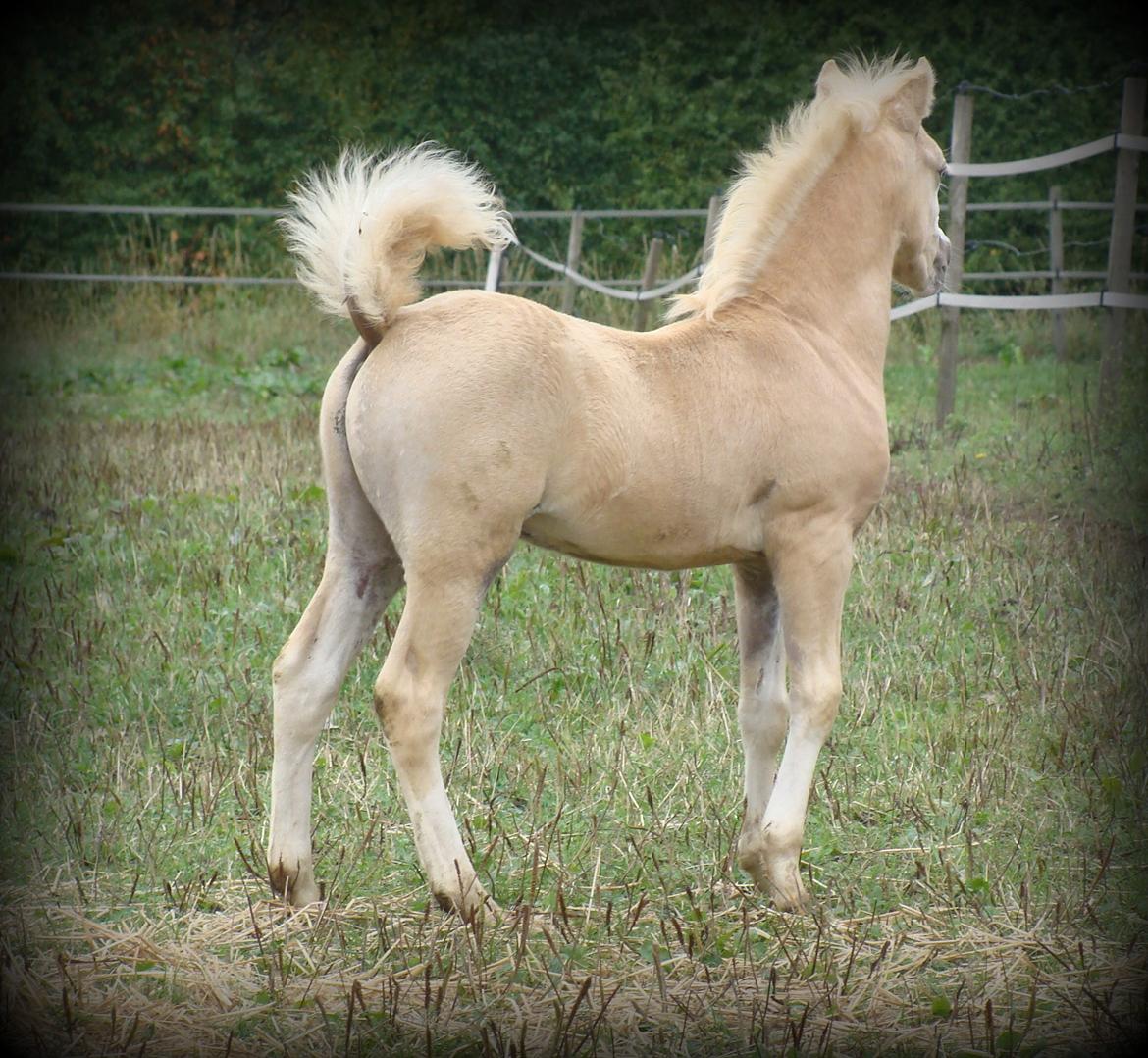 Welsh Mountain (sec A) Rø's Johnny Deluxe billede 6