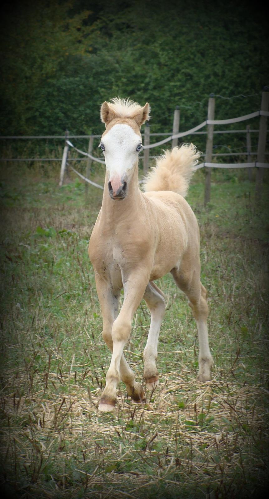 Welsh Mountain (sec A) Rø's Johnny Deluxe billede 7