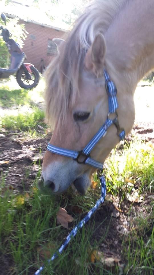 Fjordhest .william billede 10