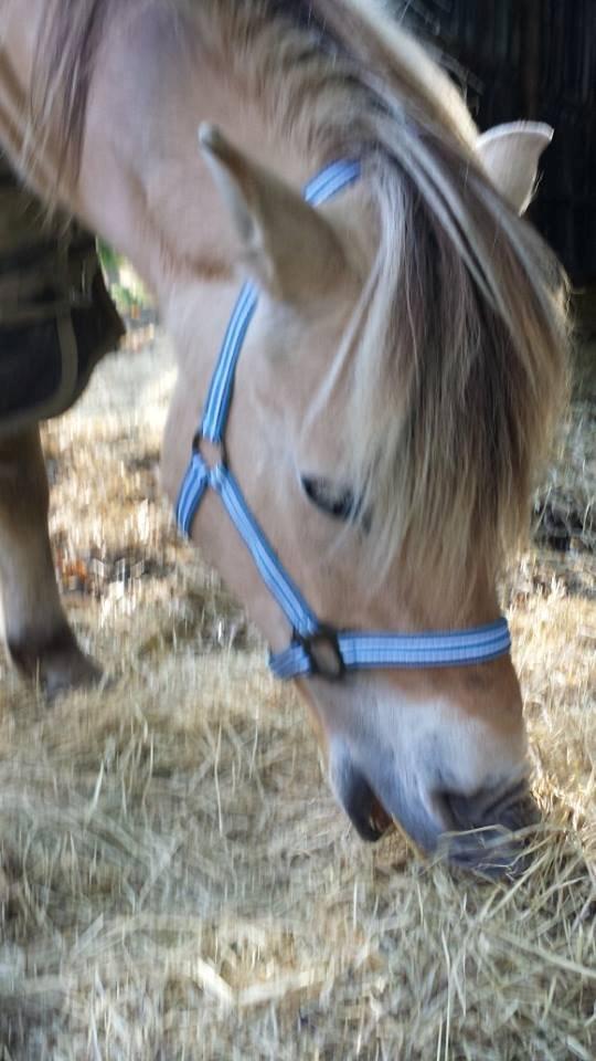 Fjordhest .william billede 11