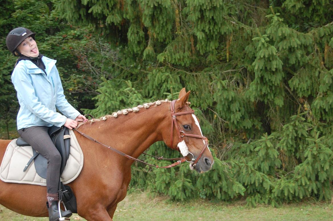 Hollandsk Sportspony Lucky ~ Min prinsesse <33 - Kan være mig selv med den pony! <3 billede 7