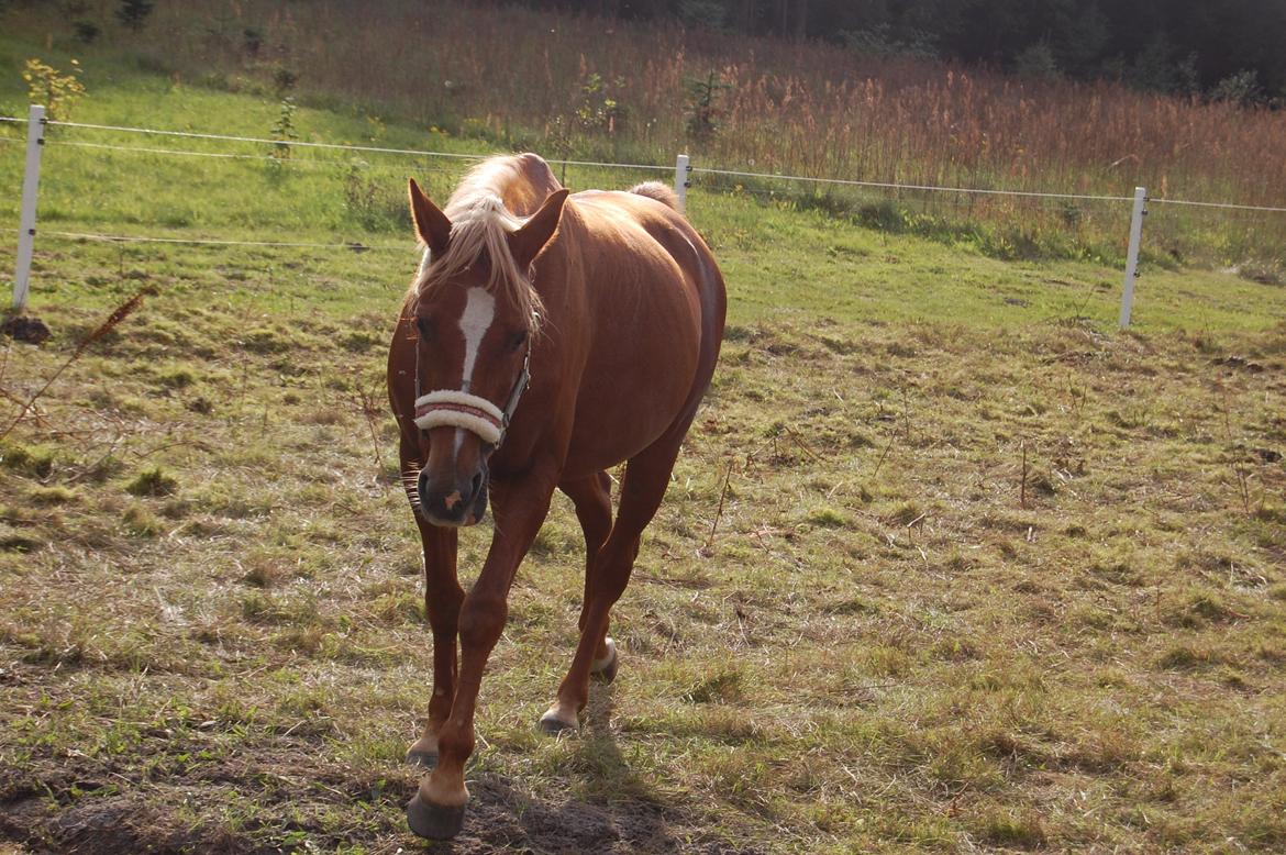 Hollandsk Sportspony Lucky ~ Min prinsesse <33 - På folden, hun er så smuk! <3 billede 6