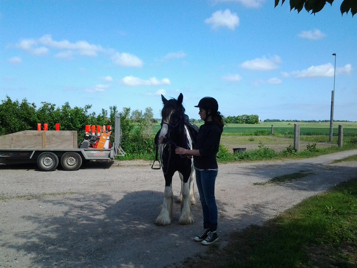 Irish Cob Brinkehøjens Findus billede 1