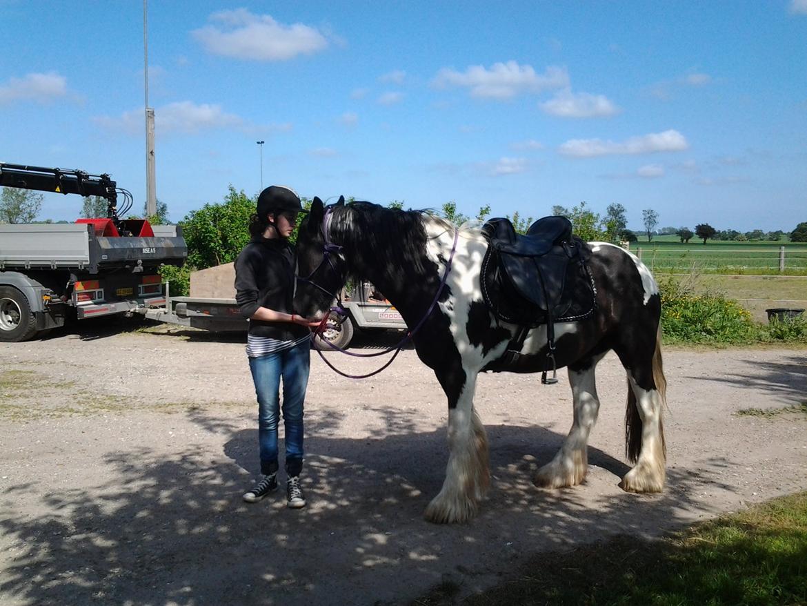 Irish Cob Brinkehøjens Findus billede 11