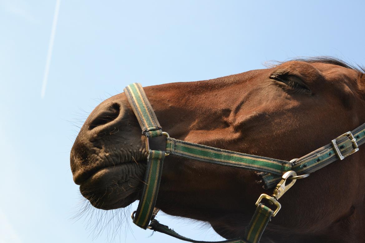 Hannoveraner Lille Per - 16. Mit elskede, elskede et og alt <3 - sommer 2013 billede 16