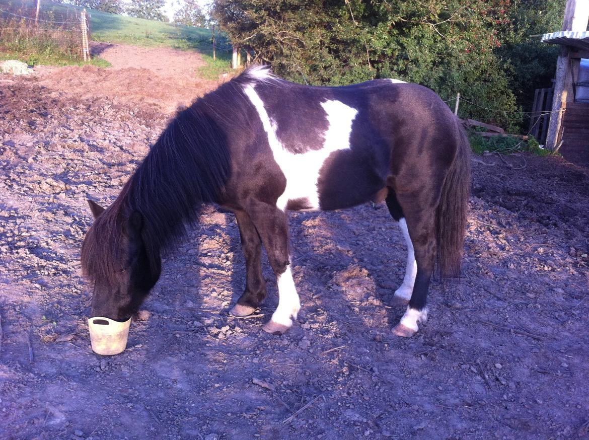 Islænder Frami - bemærk han har sadel på ;) billede 1