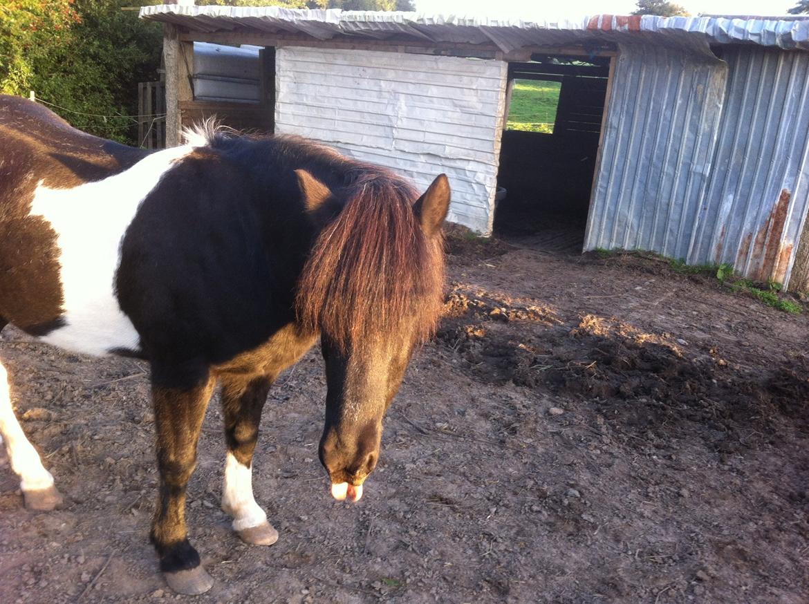Islænder Frami - gammel og fræk ;) billede 2