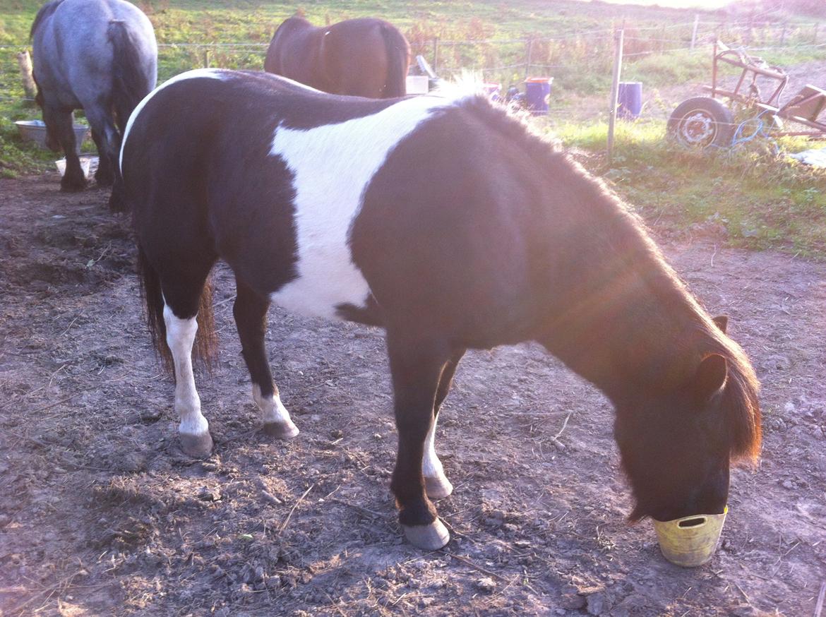 Islænder Frami billede 3