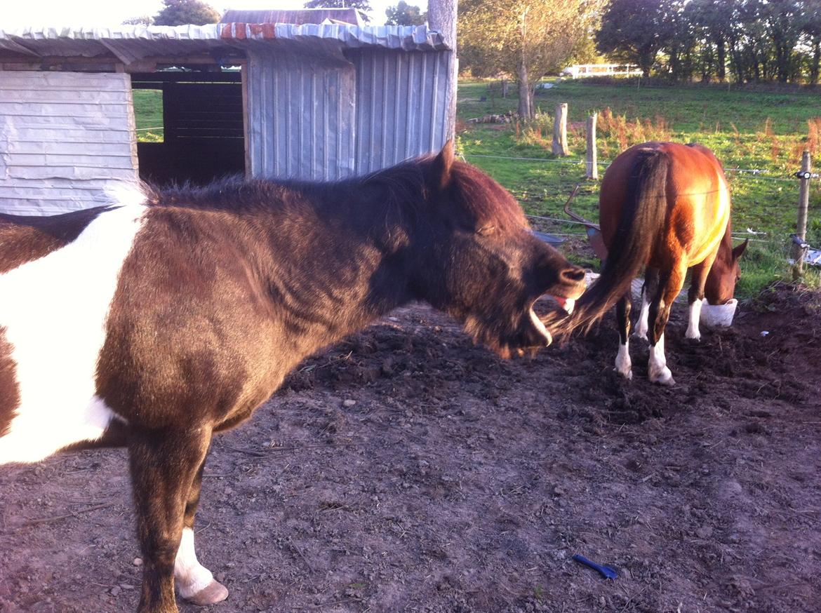 Islænder Frami billede 4