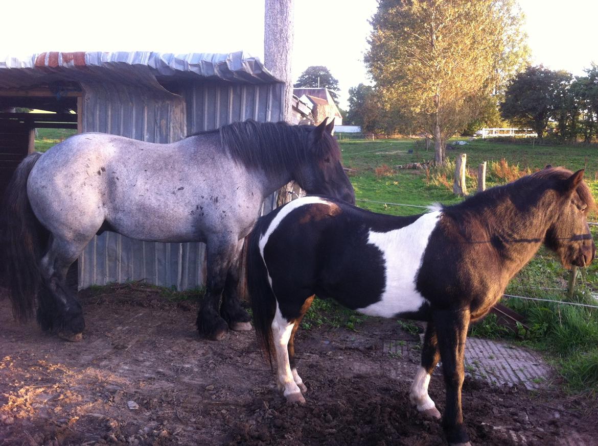 Islænder Frami - totalt mini pony ;) billede 5