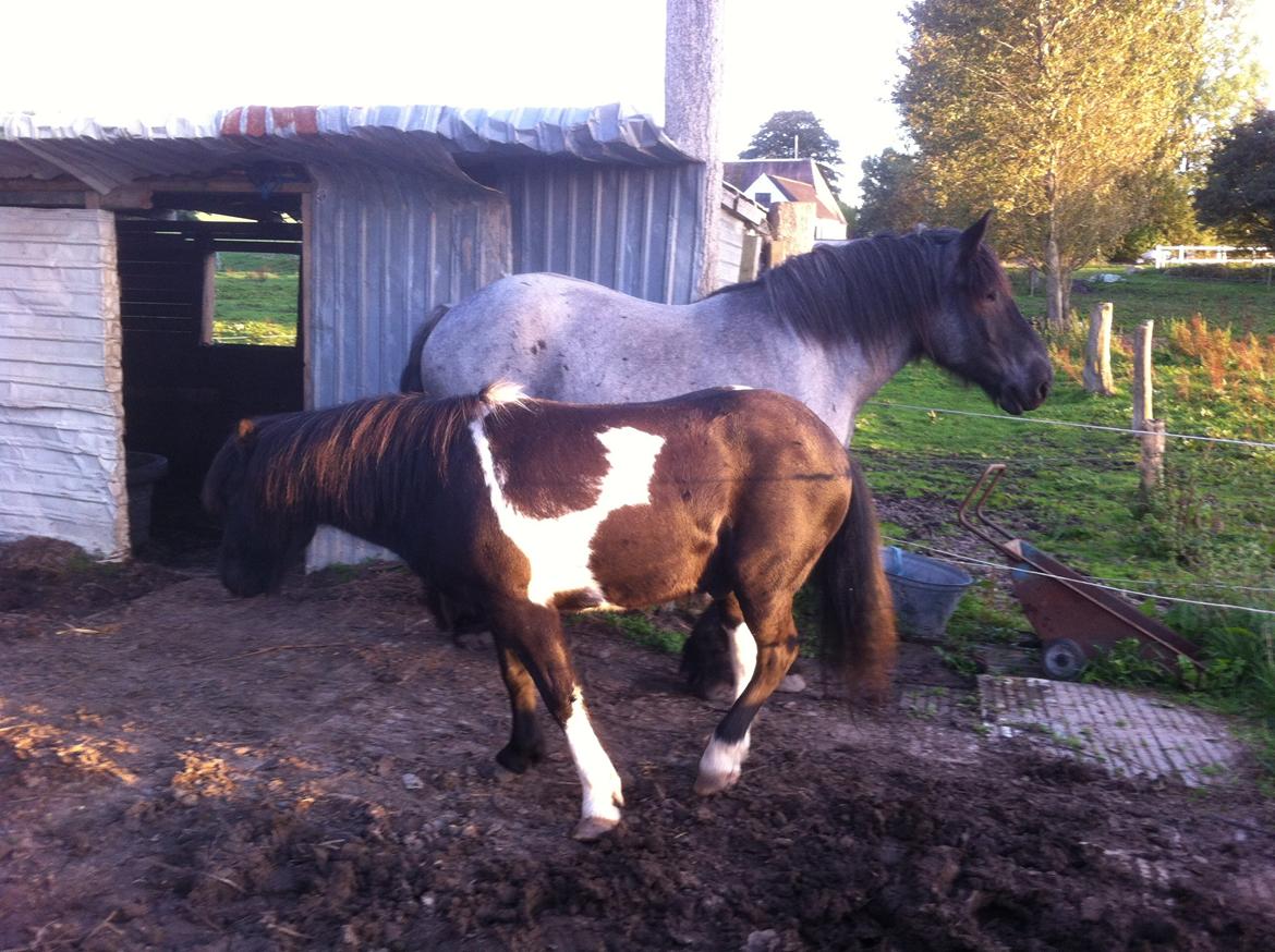 Islænder Frami billede 6